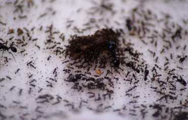 النمل يجري عمليات بتر إنقاذاً للحياة... تماما مثل البشر