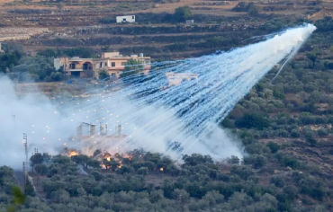 الزيتون... شجر لبنان وفلسطين "المبارك" تدمره إسرائيل