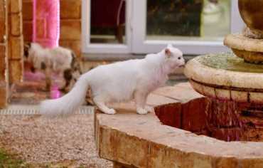 دلال 5 نجوم.. أول فندق للقطط في ليبيا بخدمات فاخرة