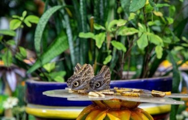 “حديقة الفراشات” في دبي.. إطلالة على عالم المخلوقات الزاهية