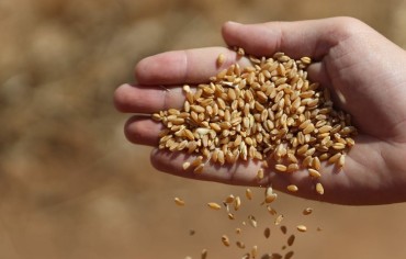 وفرة المحاصيل وزيادة المنافسة تؤديان إلى انخفاض أسعار القمح عالمياً