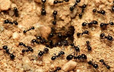 دراسة: النمل يستطيع "شم رائحة" السرطان لدى البشر
