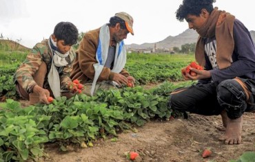 الجفاف والسيول يفتكان بالزراعة اليمنية